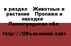  в раздел : Животные и растения » Пропажи и находки . Ленинградская обл.